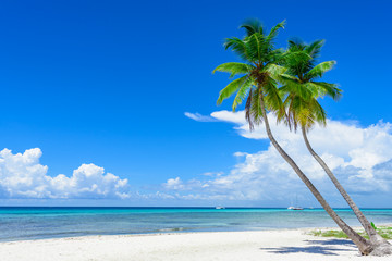 Wall Mural - paradise tropical beach palm