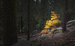 Yellow autumn tree stood out from pine trees in Sequoia National