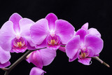 Fototapeta Storczyk - Pink streaked orchid flower, isolated on black background