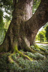 Very old and strong tree in the park