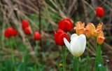 Fototapeta Tulipany - Kolorowe tulipany na łące