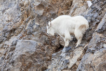 Mountain Goat Climbing