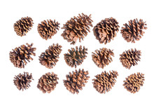 Selection Of Fifteen Different Brown Pine Cones