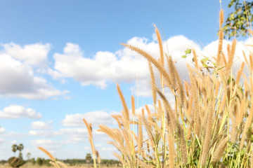 Spring or summer abstract nature background with grass in the me