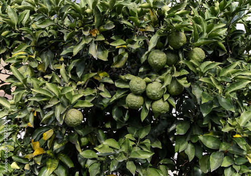 Leech Lime Or Bergamot Fruits Hanging On Its Tree Buy This Stock