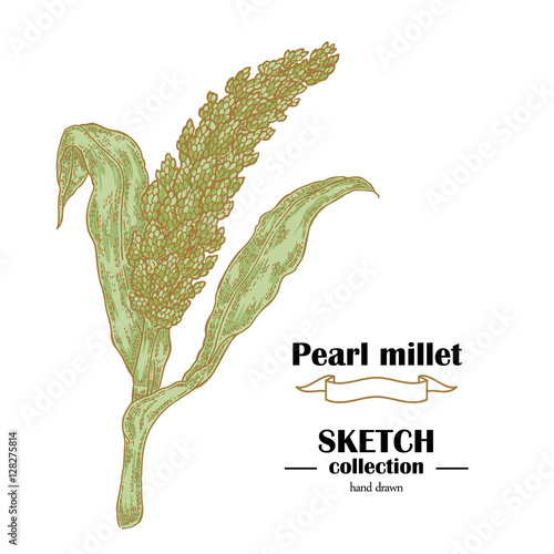 Pearl Millet sketch. Hand drawn cereal. Vector illustration Stock