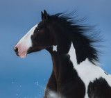 Fototapeta Konie - American Paint horse. Portrait on dark blue background.