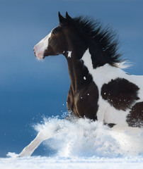 Wall Mural - Pinto horse gallops across a winter snowy field