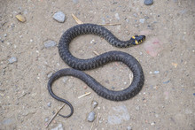 Grass Snake, Crawling Along The Ground. Non-poisonous Snake. Frightened By The Grass Snake