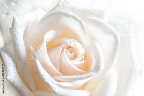 Plakat róże   kwiatowy-tlo-z-miekkim-efektem-swietlnym-obraz-pieknej-bialej-rozy-z-kroplami