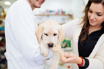 Veterinarian man and beautiful young woman examining gorgeous and cute Labrador retriever puppy. 