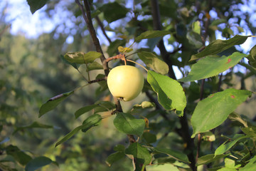 Apple on a tree