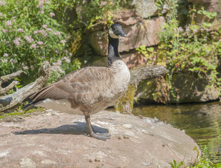 Poster - Canada goose in wet ambiance