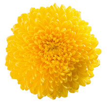 Yellow Chrysanthemum Isolated On The White Background