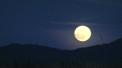 Wall Mural - Large, full moon rising above tree line on windy night.