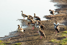 South African Ducks And Egyptian Gooses On A Red Lake In Serengeti Reservation