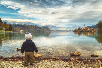 Two white swan by Bled lake bank in Slovenia. Lake Bled popular travel destination among romantic tourists in Europe.