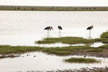 Marabou storks in a lake from the african savanna