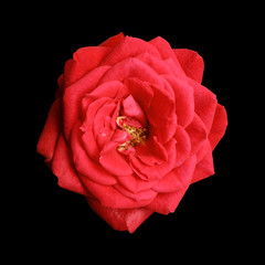 Canvas Print - Beautiful red tea rose on black background