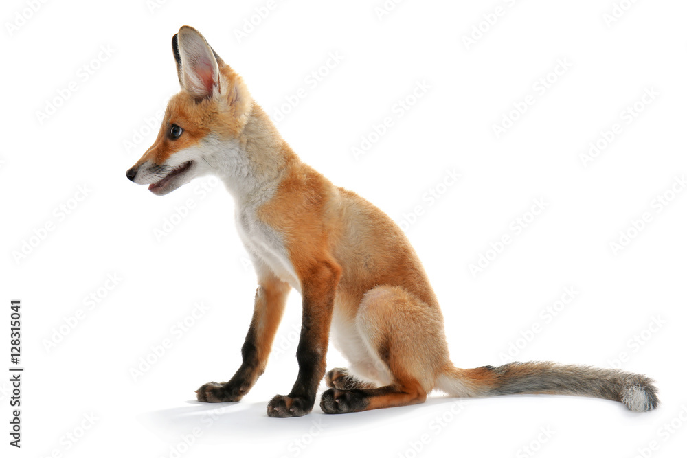 Little fox cub sitting isolated on white