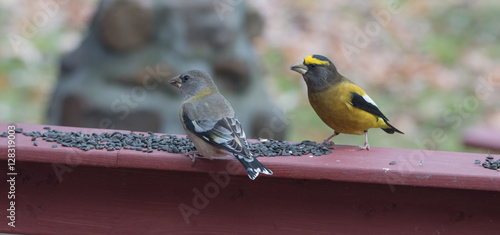 Yellow Branded Evening Grosbeak Coccothraustes Vespertinus On A