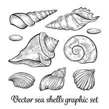 Hand Drawn Seashells Collection