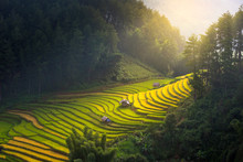 Sunrise And Beautiful Nature  Rice Fields On Terraced Of Vietnam. Rice Fields Prepare The Harvest At Northwest Vietnam.Vietnam Landscapes.