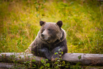 wild grizzly bear in banff national park in the canadian rocky mountains