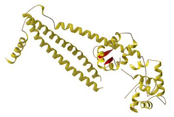 Wall Mural - Troponin: structure of the human cardiac troponin core domain.