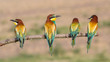 European bee-eaters in a row (Merops apiaster), Italy