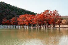 Beautiful Red Cypress Tree Wood By The Lake Autumn Scenic Landscape