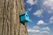 Sky Background With Blue Bird House On Tree 