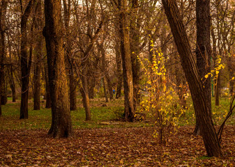 Wall Mural - colorful foliage in the autumn park. golden leaves on branch, autumn wood with sun rays, beautiful l