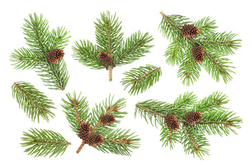 fir tree branch with cones isolated on white background