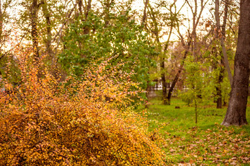 Wall Mural - colorful foliage in the autumn park. golden leaves on branch, autumn wood with sun rays, beautiful l