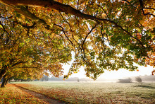 Autumn Branches Overhanging A Carpet Of Golden Leaves And A Path Leading Through A Misty Field During Sunrise
