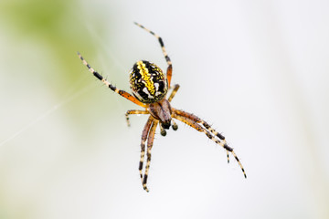 The marbled orb-weaver, is a species of spider belonging to the family Araneidae. It has a wide distribution it is found throughout all of Canada to Mexico. It is one of the most colorful spiders.
