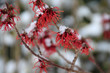 Roter Zaubernuss (Strauch) im Winter