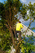 © CLShebley - Man Prunes Overgrown Tree