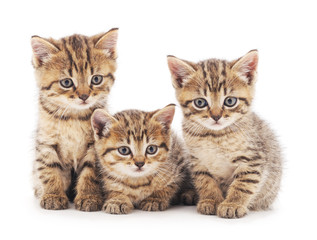 Poster - Three kittens.