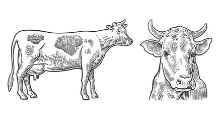 Cows. Hand drawn in a graphic style. Vintage vector engraving illustration for info graphic, poster, web. Isolated on white background.