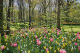 Fototapeta Tulipany - Multi-colored species of flower fields in park.