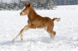 Nice foal running