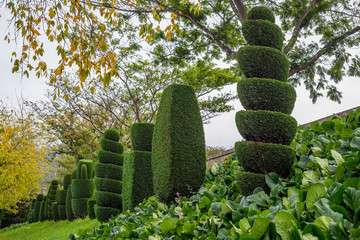 Topiary tree horticulture spiral cut thuja spruce pine many garden hedge