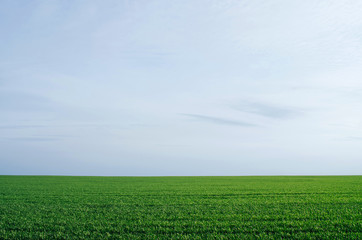 Vivid vibrant green grass (wheat) field view on blue sky background on nice spring day