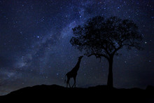 Star Trails Milk Way In South Africa Night Sky