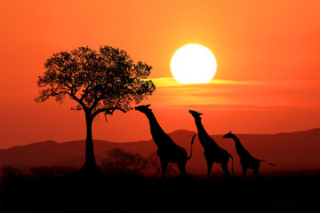 large south african giraffes at sunset in africa