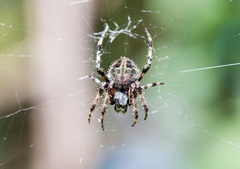 Cactus spider from Mexico is covered in spines that imitate the spines of the cactus plant.