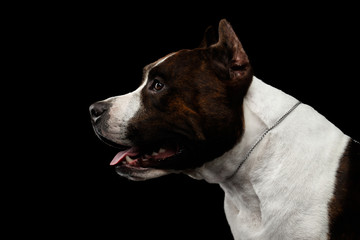 Wall Mural - Close-up portrait of brown dog american staffordshire terrier breed with cutting ears looks alert on isolated black background, profile view