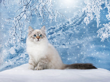 Siberian Kitten On Winter Nature In Snow